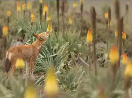 podcast scientifique écologie